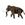 11727   3-D Paper Model mammut Mammoth, Fridolin