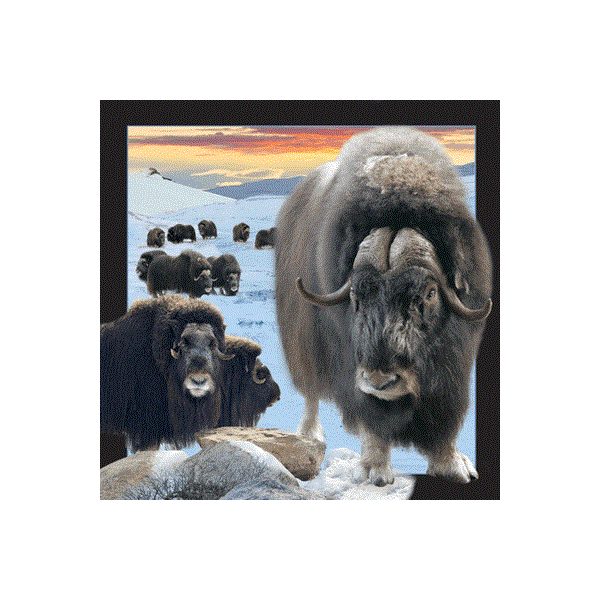 WK00059   Postkort, 3D, kvadratiske, Moskus Musk ox, Worth Keeping