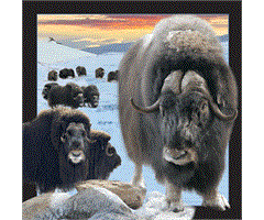 WK00059   Postkort, 3D, kvadratiske, Moskus Musk ox, Worth Keeping