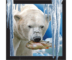 WK00022  00022 Postkort, 3D, kvadratiske, Isbj&#248;rn fisk Polarbear w. fish, Worth Keeping