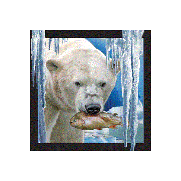 WK00022  00022 Postkort, 3D, kvadratiske, Isbjørn fisk Polarbear w. fish, Worth Keeping