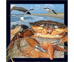 WK00025  00025 Postkort, 3D, kvadratiske, Krabbe Crab, Worth Keeping