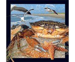 WK00025  00025 Postkort, 3D, kvadratiske, Krabbe Crab, Worth Keeping
