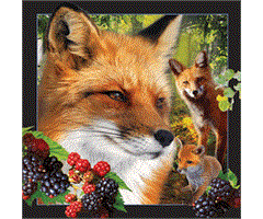 WK00037  00037 Postkort, 3D, kvadratiske, R&#248;drev Fox, Worth Keeping