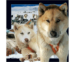 WK00076  00076 Postkort, 3D, kvadratiske, Husky Worth Keeping