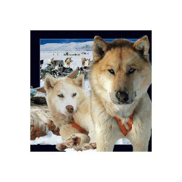 WK00076  00076 Postkort, 3D, kvadratiske, Husky Worth Keeping