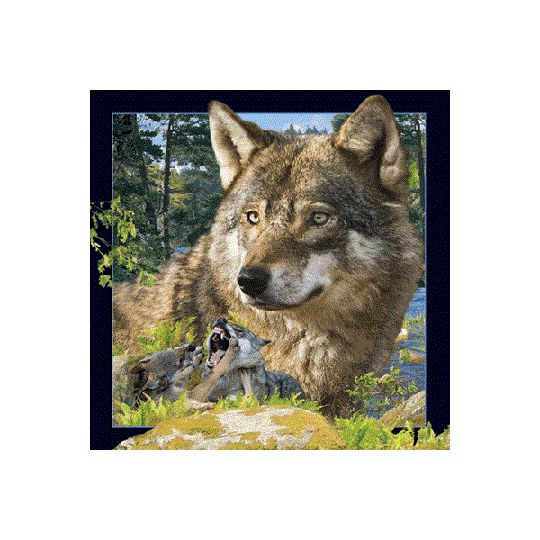 WK00073  00073 Postkort, 3D, kvadratiske, Ulv Wolf, Worth Keeping