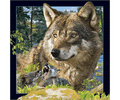 WK00073  00073 Postkort, 3D, kvadratiske, Ulv Wolf, Worth Keeping