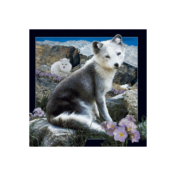 WK00077  00077 Postkort, 3D, kvadratiske, Fjellrev Arctic fox, Worth Keeping