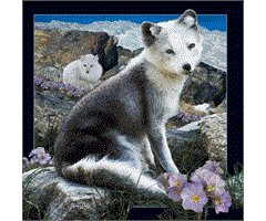 WK00077  00077 Postkort, 3D, kvadratiske, Fjellrev Arctic fox, Worth Keeping