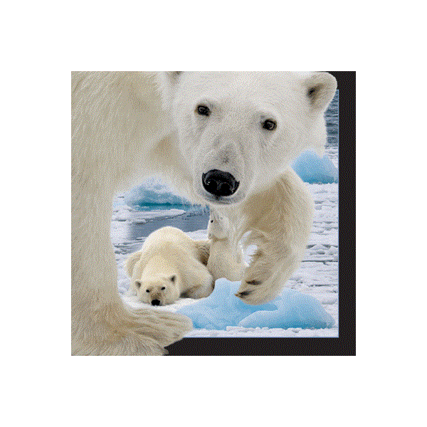 WK00045  00045 Postkort, 3D, kvadratiske, Isbjørn m/ung Polarbear w. cub, Worth Keeping