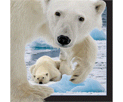 WK00045  00045 Postkort, 3D, kvadratiske, Isbj&#248;rn m/ung Polarbear w. cub, Worth Keeping
