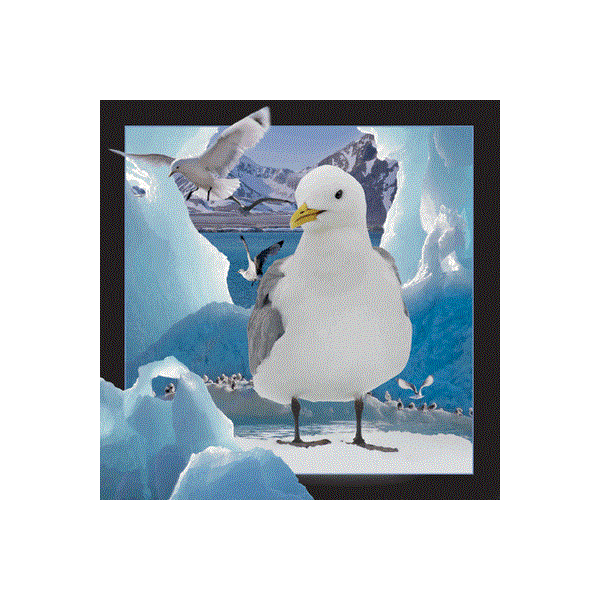 WK00044  00044 Postkort, 3D, kvadratiske, Måke Gull on ice, Worth Keeping