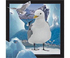 WK00044  00044 Postkort, 3D, kvadratiske, M&#229;ke Gull on ice, Worth Keeping