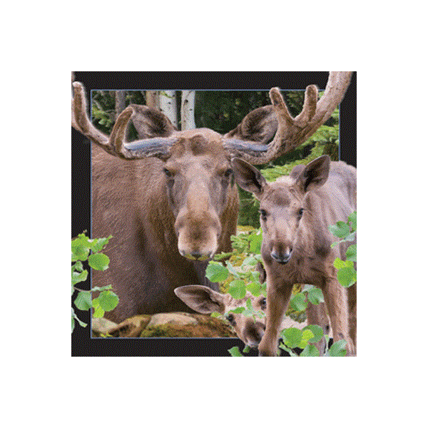 WK00015  00015 Postkort, 3D, kvadratiske, Elg Moose, Worth Keeping
