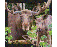 WK00015  00015 Postkort, 3D, kvadratiske, Elg Moose, Worth Keeping