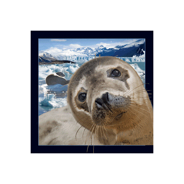 WK00046  00046 Postkort, 3D, kvadratiske, Sel Seal, Worth Keeping