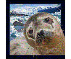 WK00046  00046 Postkort, 3D, kvadratiske, Sel Seal, Worth Keeping