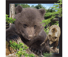 WK00028   Postkort, 3D, kvadratiske, Brunbj&#248;rn Brown Bear, Worth Keeping