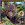 WK00028   Postkort, 3D, kvadratiske, Brunbjørn Brown Bear, Worth Keeping