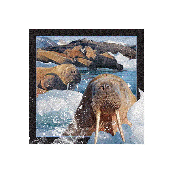 WK00048   Postkort, 3D, kvadratiske, Hvalross Walrus, Worth Keeping