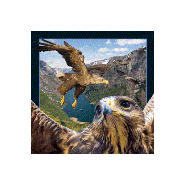 WK00072  00072 Postkort, 3D, kvadratiske, Ørn Birds of prey, Worth Keeping