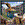 WK00072  00072 Postkort, 3D, kvadratiske, Ørn Birds of prey, Worth Keeping