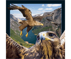 WK00072  00072 Postkort, 3D, kvadratiske, &#216;rn Birds of prey, Worth Keeping