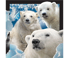 WK01011  01011 Magnet, 3D, kvadratiske, Isbj&#248;rner 3 3 Polarbears, Worth Keeping