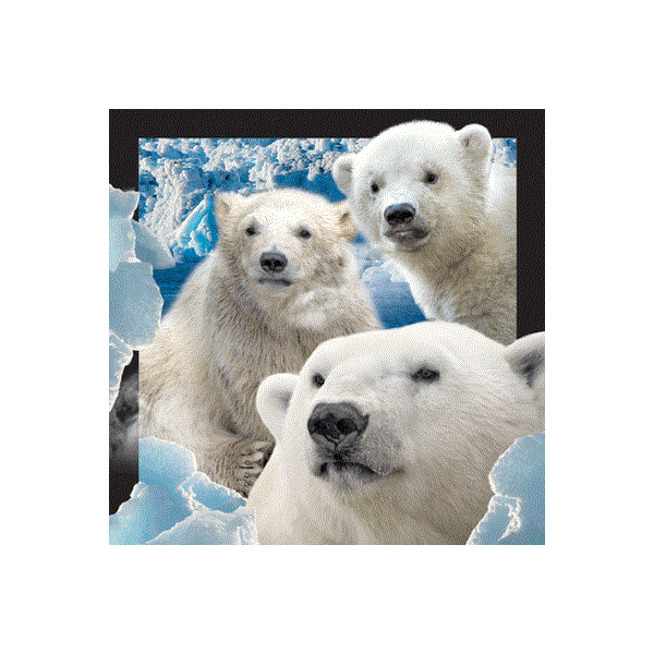 WK01011  01011 Magnet, 3D, kvadratiske, Isbjørner 3 3 Polarbears, Worth Keeping