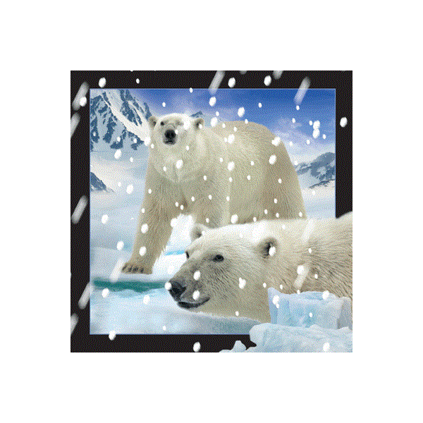 WK01041  01041 Magnet, 3D, kvadratiske, Isbjørner i snø Polarbears in snow, Worth Keeping