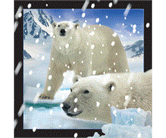 WK01041  01041 Magnet, 3D, kvadratiske, Isbj&#248;rner i sn&#248; Polarbears in snow, Worth Keeping