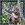 WK00088  00088 Postkort, 3D, kvadratiske, Gaupe Lynx, Worth Keeping