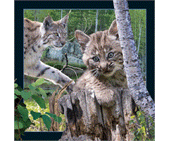 WK00088  00088 Postkort, 3D, kvadratiske, Gaupe Lynx, Worth Keeping