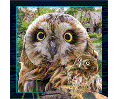 WK00095  00095 Postkort, 3D, kvadratiske, Ugle Owl, Worth Keeping