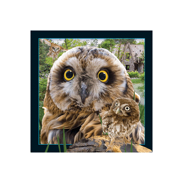 WK00095  00095 Postkort, 3D, kvadratiske, Ugle Owl, Worth Keeping