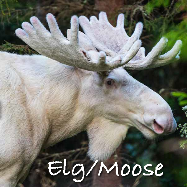 DOV7071   Kort med lyd og bilde, White moose ReallyWildCards