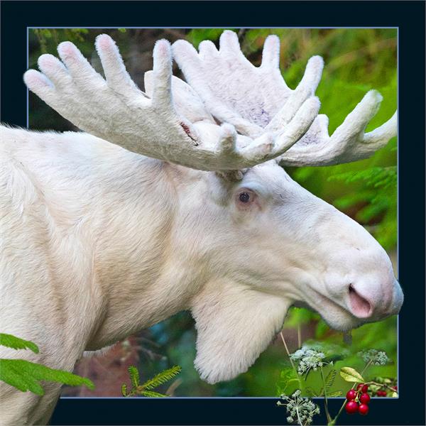 WK00098  00098 Postkort, 3D, kvadratiske, Hvit elgokse White moose, Worth Keeping