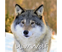 DOV7057   Kort med lyd og bilde, Norwegian Wolf ReallyWildCards